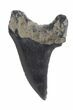 Rare Fossil Parotodus Benedini Tooth - #40043-1